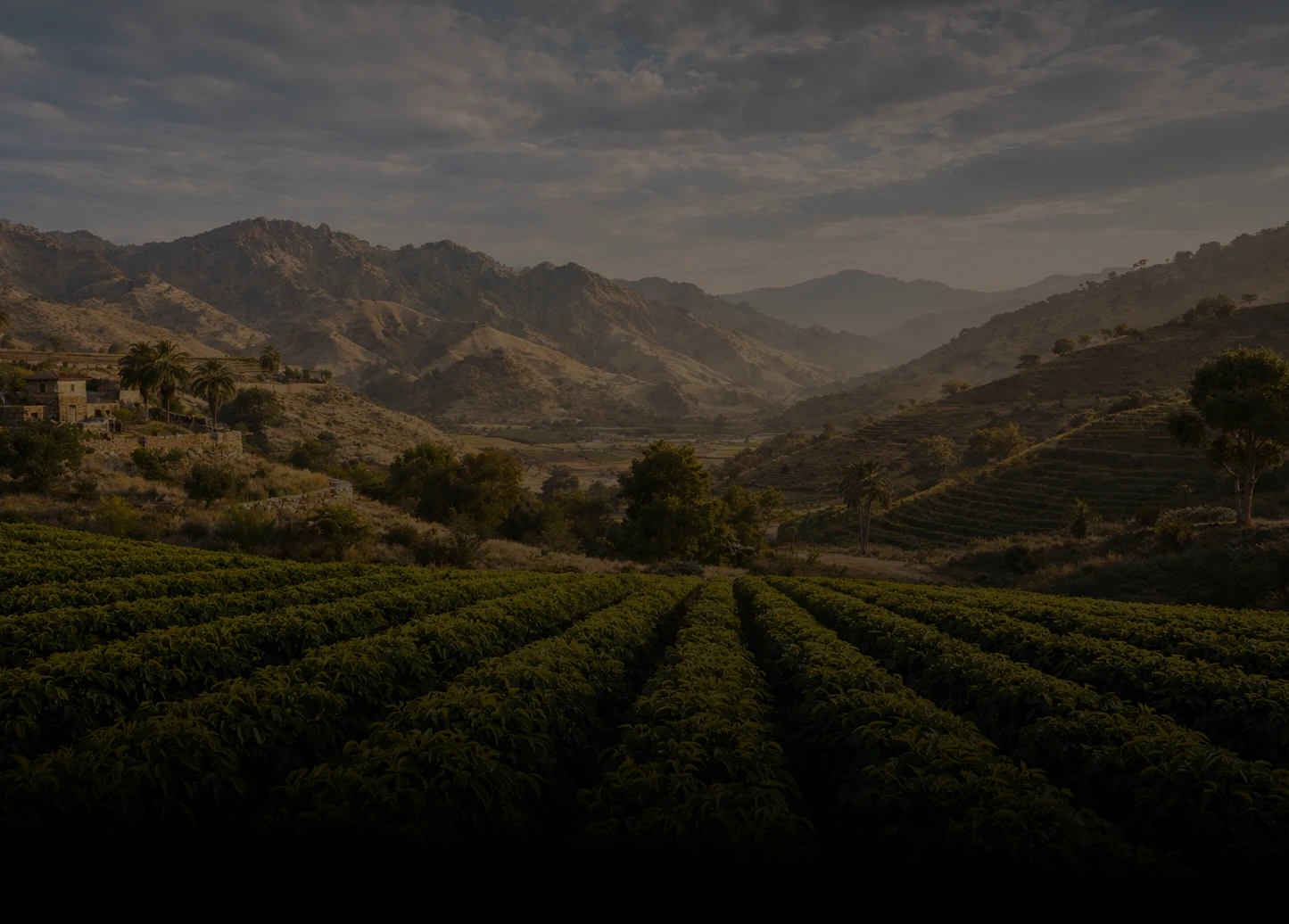Coffee plantation