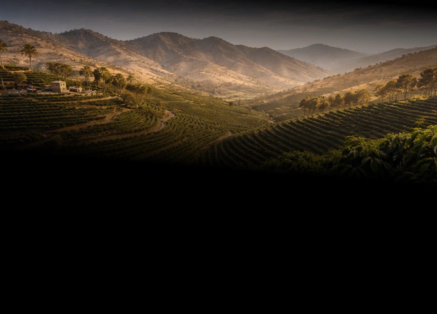 Coffee plantation landscape